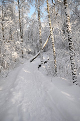 Winter path going through frozen forest