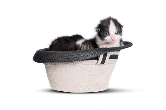 Very little kitten in a hat on pure white background.