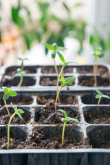  cannabis seedlings  indoor medical marijuana