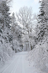 Skis traces in the snow
