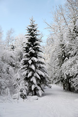 Winter path going through frozen forest
