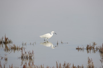 Héron blanc camargue, france
