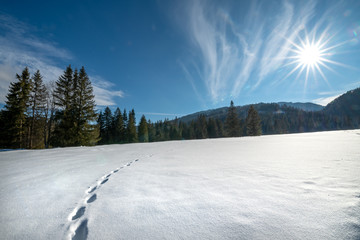 ślady zwierząt na śniegu i piekne słońce