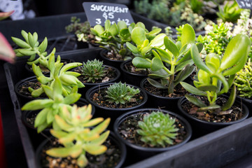 Plants are ready to sell in the farmers market