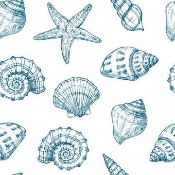 Seashells seamless pattern. Sea shell summer ocean texture. Nautical starfish repeating vector vintage sketch background. Illustration of sea shell drawing background