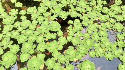 Green plants that live in water and water now have reflected sunlight.