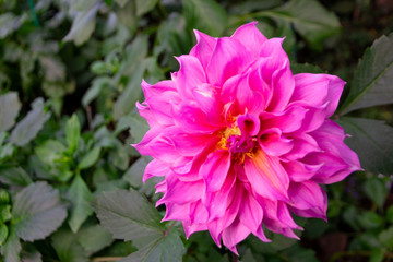 Closed up Pink fresh dahlia flower against dark green background.