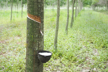 Rubber Latex extracted from rubber tree in thailand