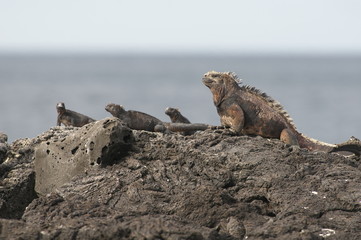 ウミイグアナ