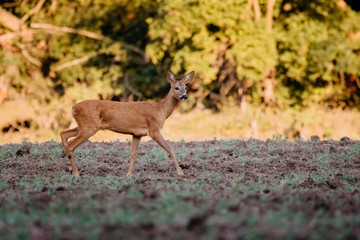 European deer in evening. European roe deer surrounded by grass and forest. Roe deer wildlife