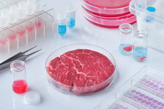 Meat sample in open  disposable plastic cell culture dish in modern laboratory or production facility. Concept of clean meat cultured in vitro from animal somatic cells.
