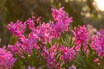 Obraz premium Pink orchid flower in garden