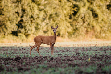 European deer in evening. European roe deer surrounded by grass and forest. Roe deer wildlife
