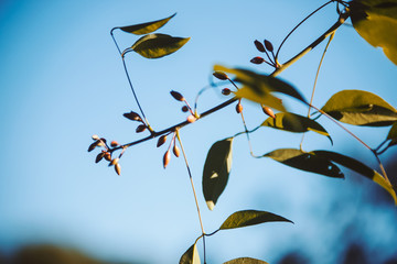 Leaves
