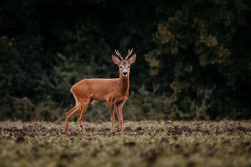 Naklejka na ściany i meble European deer in evening. European roe deer surrounded by grass and forest. Roe deer wildlife