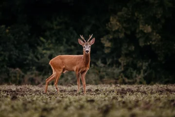 Poster European deer in evening. European roe deer surrounded by grass and forest. Roe deer wildlife © Martin Hesko