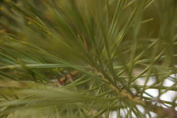 green, pine, nature, tree, plant, branch, macro, cactus, flower, forest, needles, needle, close-up, leaf, closeup, fir, evergreen, cone, coniferous, christmas, garden, thorn, wood, spring