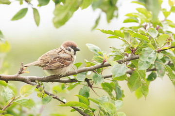 Tree sparrow feeder backyard north sea bempton cliff