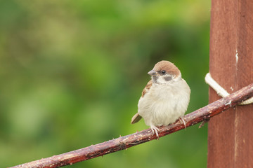 Tree sparrow feeder backyard north sea bempton cliff