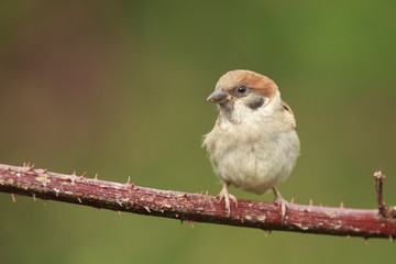 Tree sparrow feeder backyard north sea bempton cliff