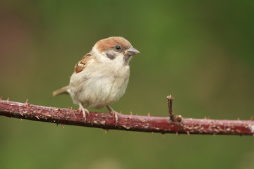 Tree sparrow feeder backyard north sea bempton cliff