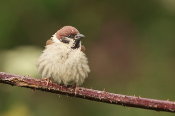 Tree sparrow feeder backyard north sea bempton cliff