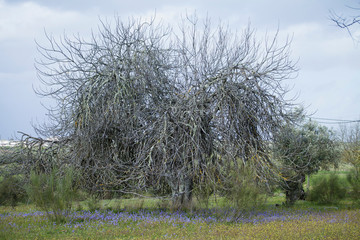 Very old fig tree with blooming meadows in the spring. Alentejo, Portugal, Europe.