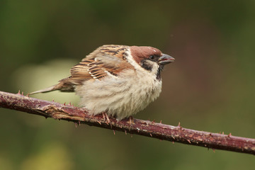 Tree sparrow feeder backyard north sea bempton cliff