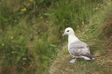 Fulmars north sea farne island