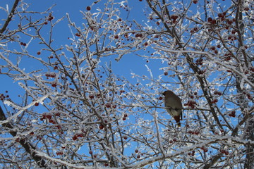 bird on a branch