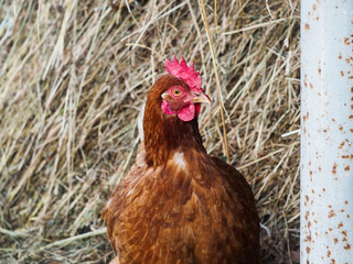 Hen looking for you