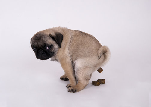 Mops