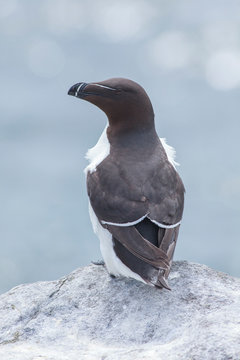 razorbill perched on a rock farne island