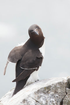 razorbill perched on a rock farne island