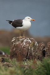 kittiwake north sea farne island eating 