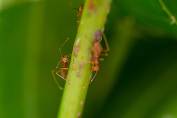 Ants standing on trees.