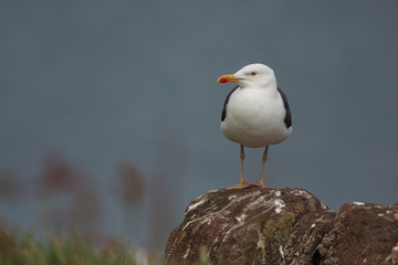 kittiwake north sea farne island eating 