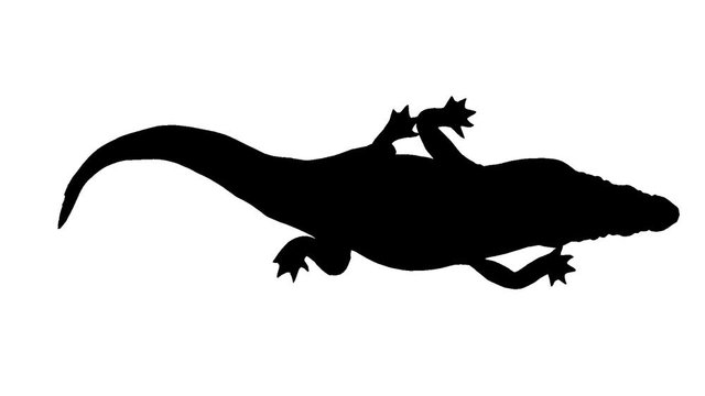 Silhouette of a moving crocodile. Alpha channel. Alpha matte. FullHD.