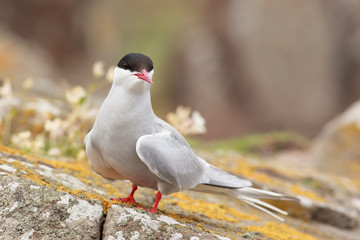 Fototapeta premium Common tern north sea farne island