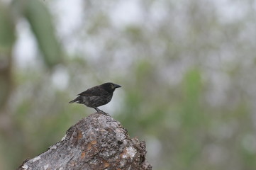 ダーウィンフィンチ