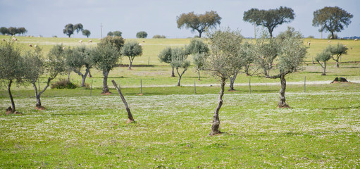 Olive trees groves - agriculture food production farm, orchard during spring -  blooming meadows.