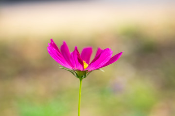 Obraz premium Pink flowers on blur background.