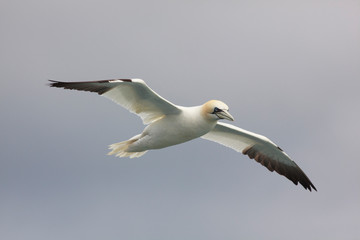 gannet bird bass rock farne island north sea