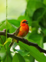Red Fody bird chirping in natural habitat