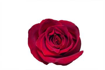 Red rose isolated on white background