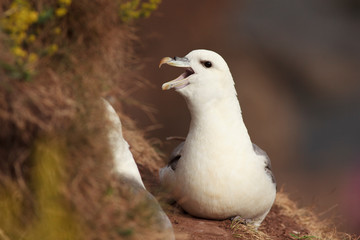 Fulmars north sea farne island