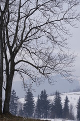 Winter landscape. The mountains. Snow at the foot of the mountains. Beautiful clouds and trees