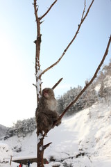 Monkey in Nagano Prefecture of Japan