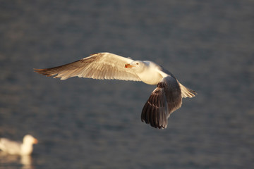kittiwake north sea farne island eating 