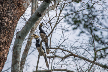 Oriental Pied Hornbills (Anthracoceros albirostris).